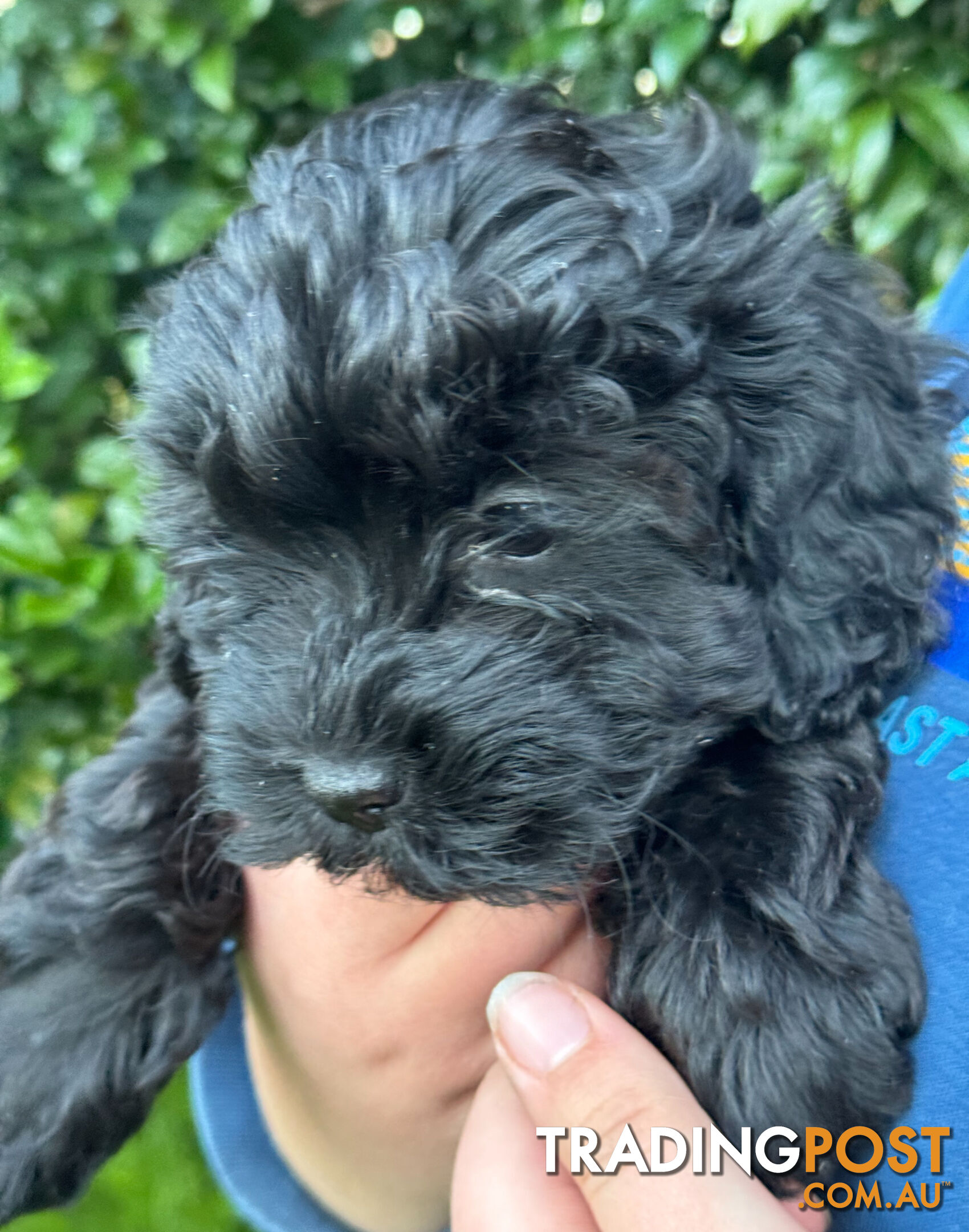 Cavoodle Puppies