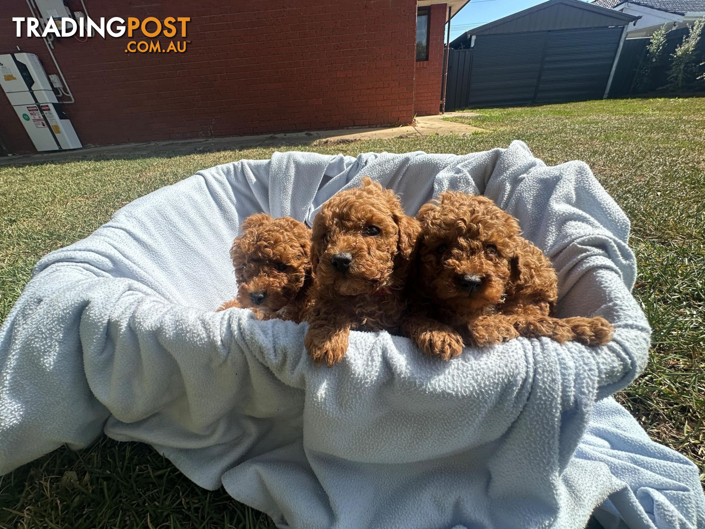 Apricot Toy Poodles for Sale