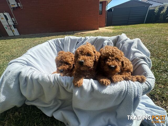 2 Apricot Toy Poodles for Sale