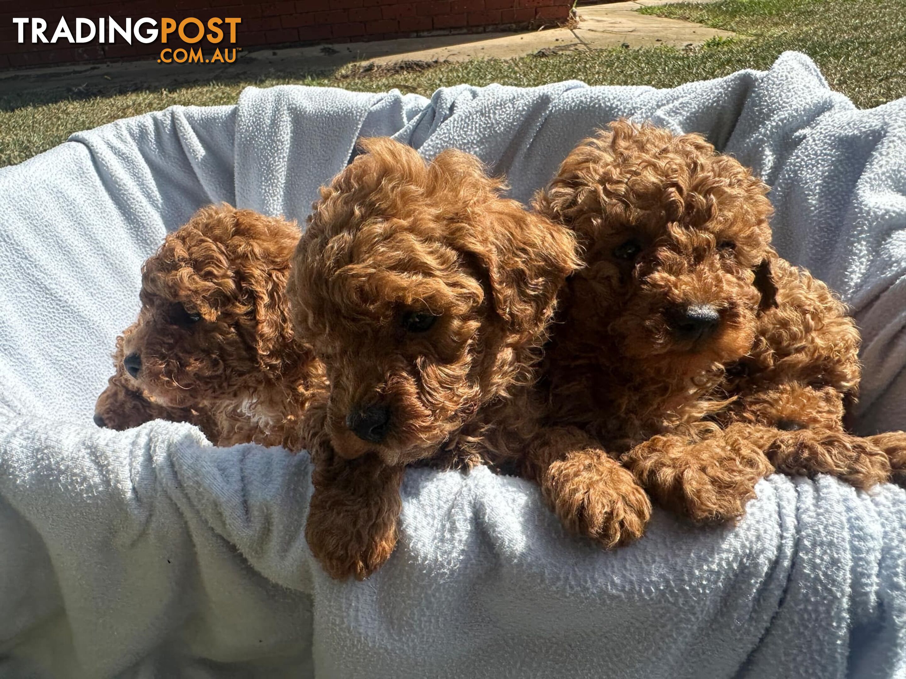 Apricot Toy Poodles for Sale