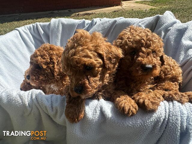 Apricot Toy Poodles for Sale