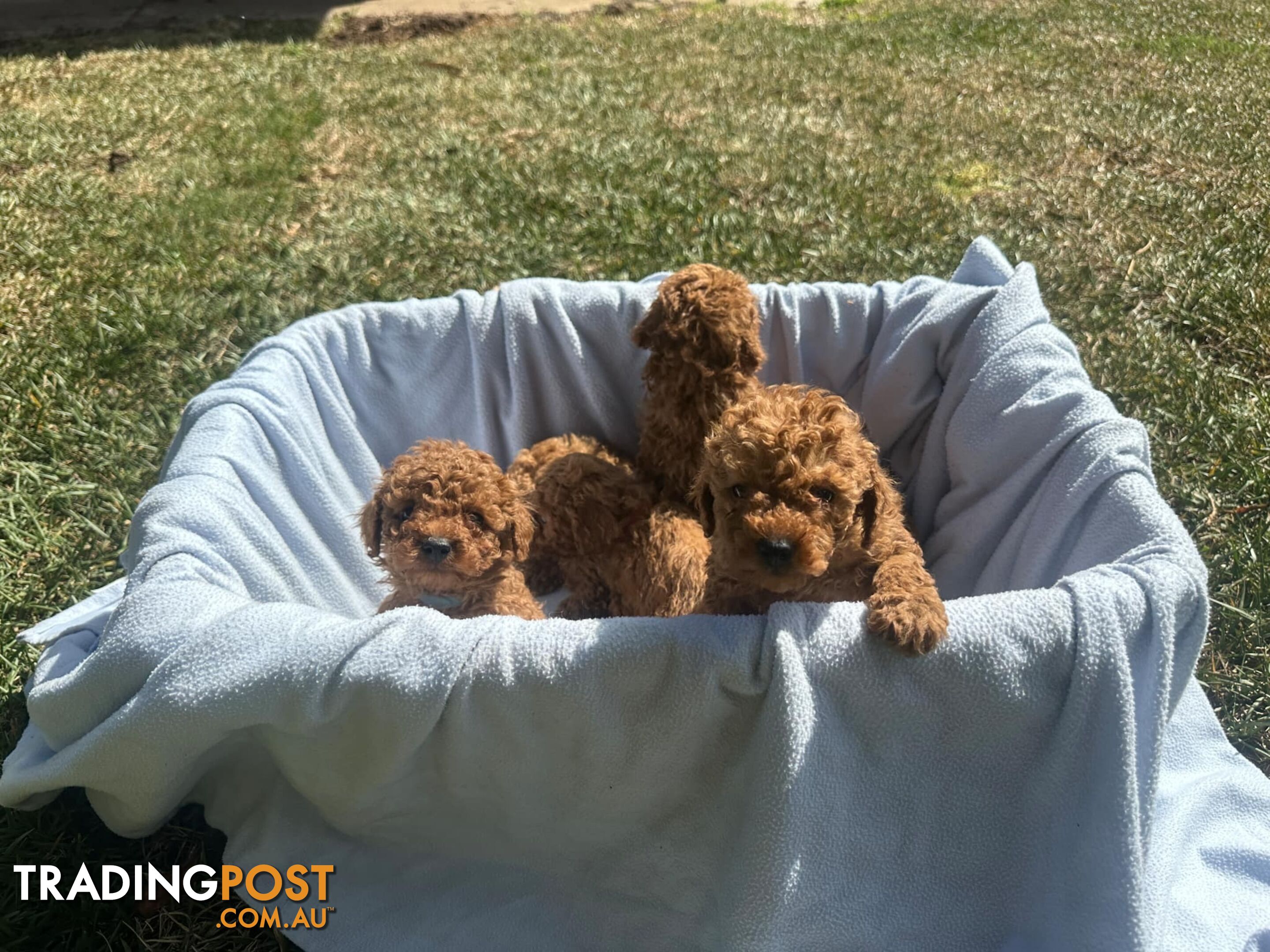 Apricot Toy Poodles for Sale