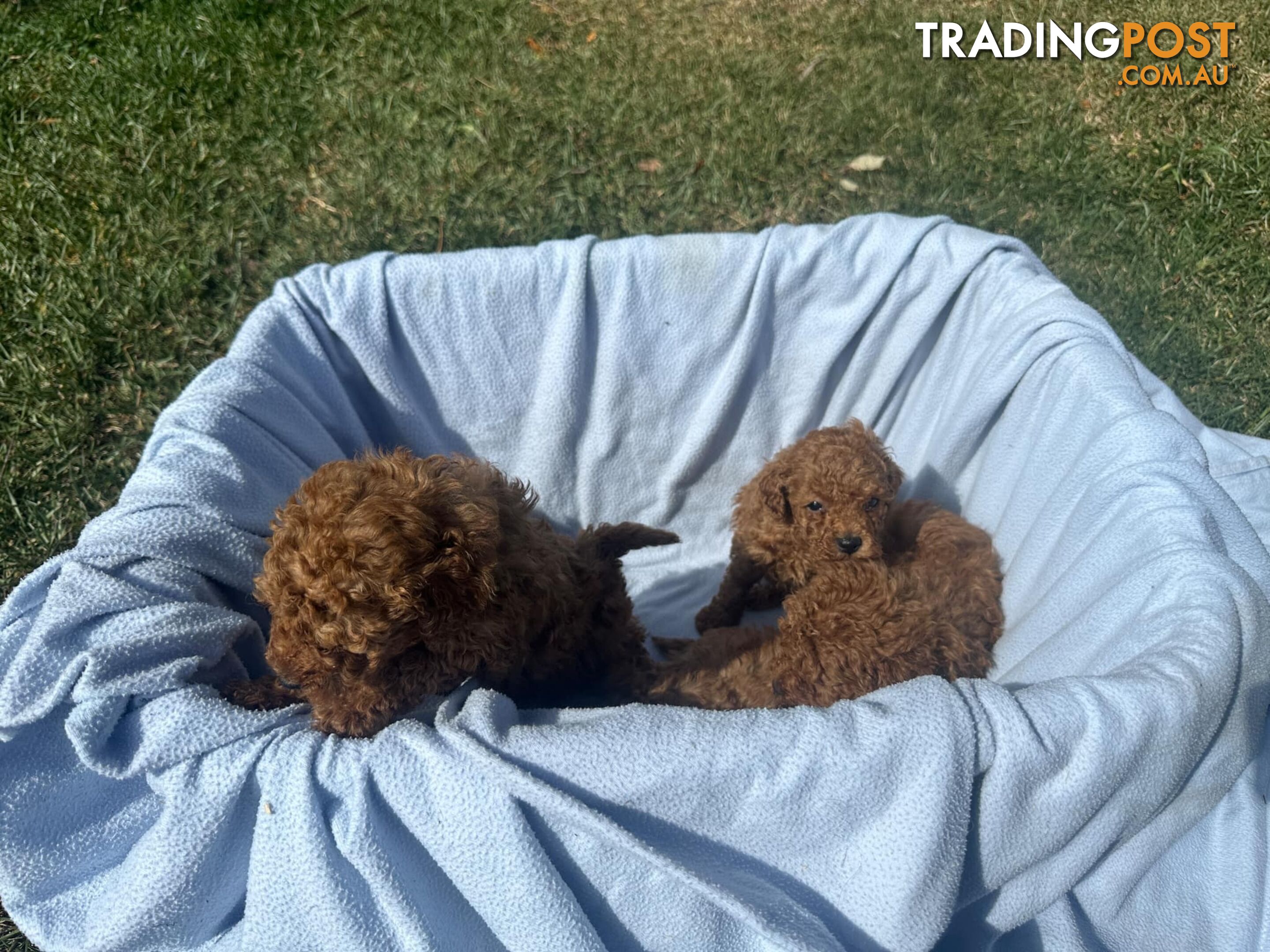 Apricot Toy Poodles for Sale