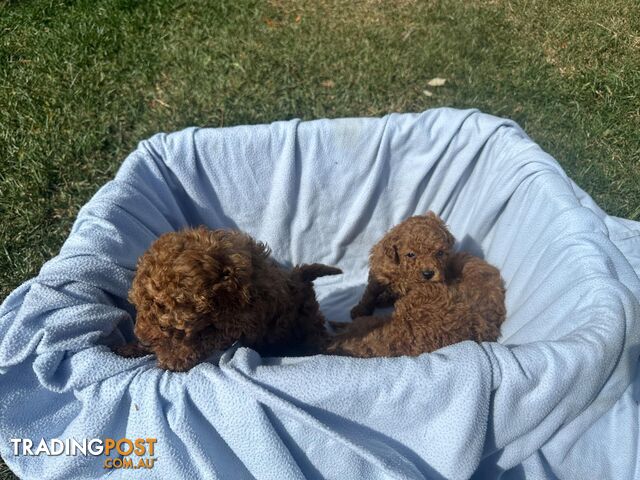 Apricot Toy Poodles for Sale