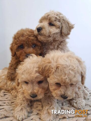 Pure Breed Toy Poodles