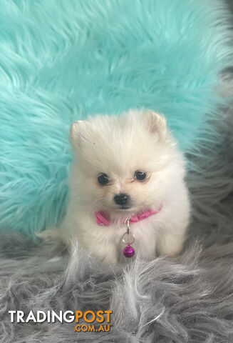 Pomeranian