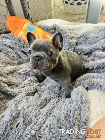 French Bulldog Puppies
