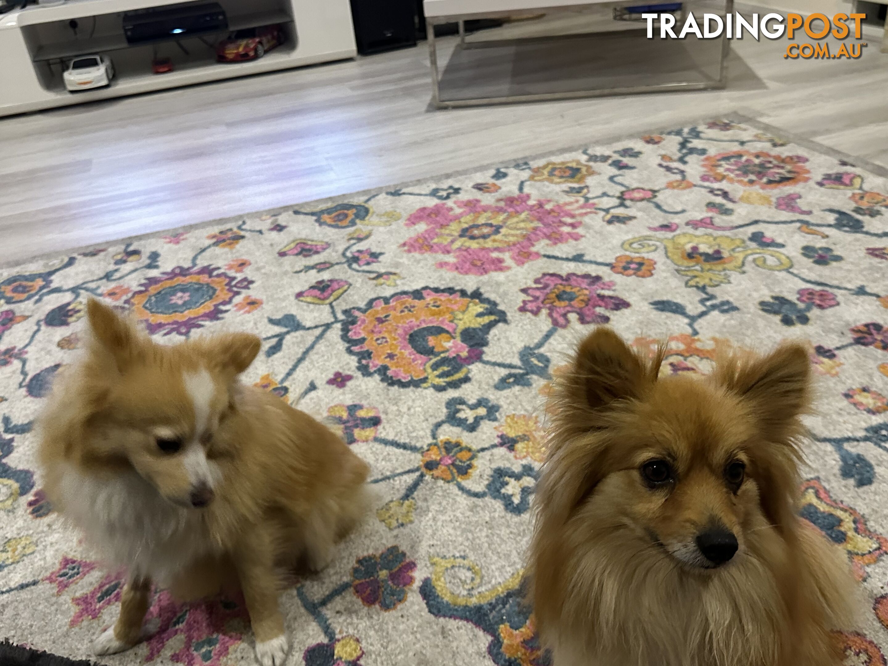 2 pomeranian dogs for adoption