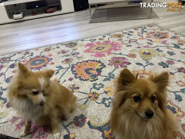 2 pomeranian dogs for adoption