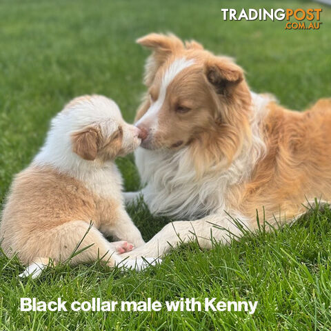 Border Collie Puppies