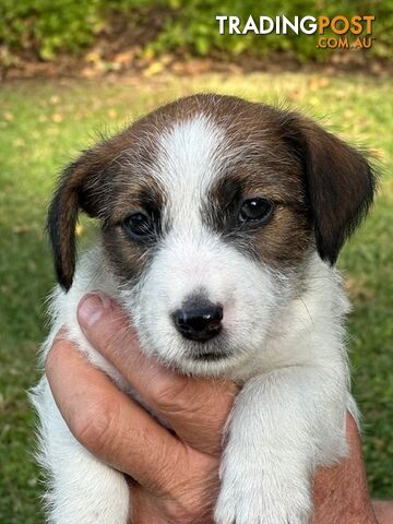 Jack Russell Wire Haired Puppies