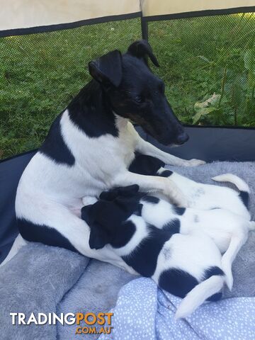 Three Fox Terrier Puppies- Black and white. Smooth hair