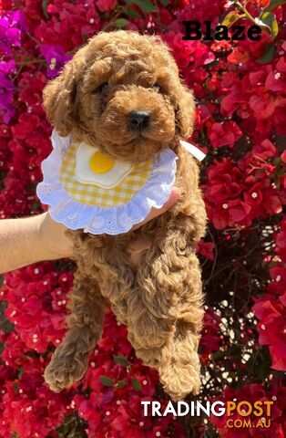 Two beautiful 9-week-old male Red Toy Poodle puppies with curly coats!