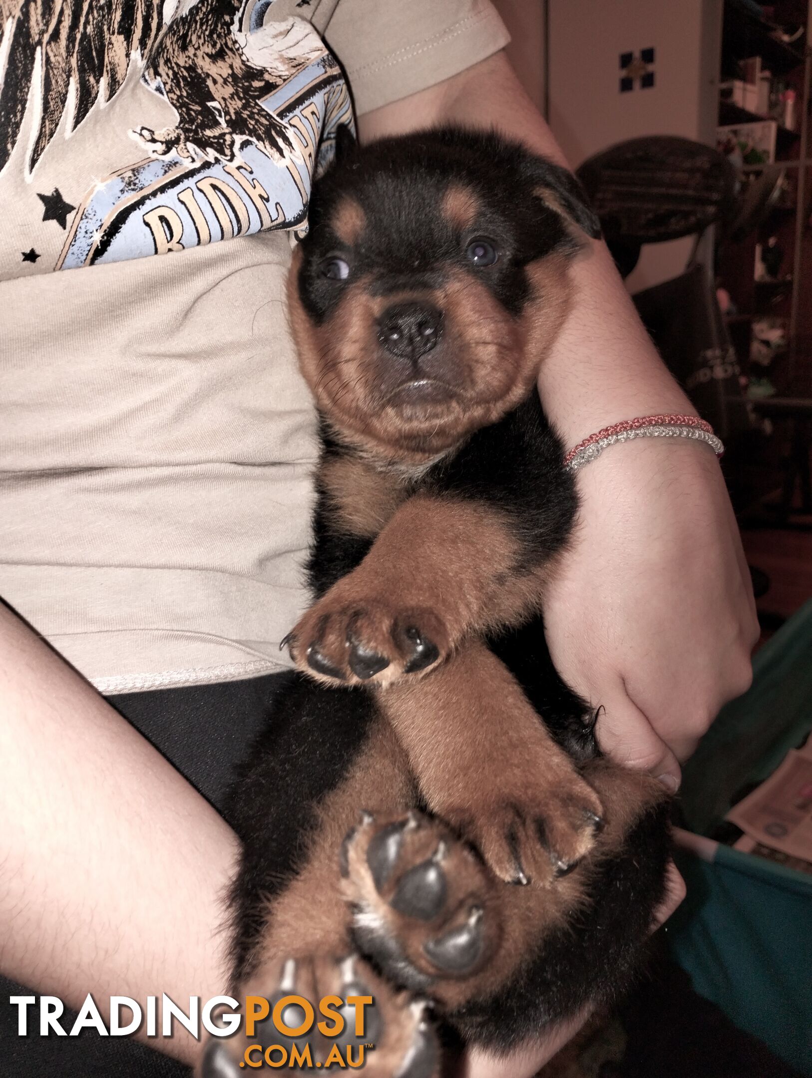 Rottweiler puppies