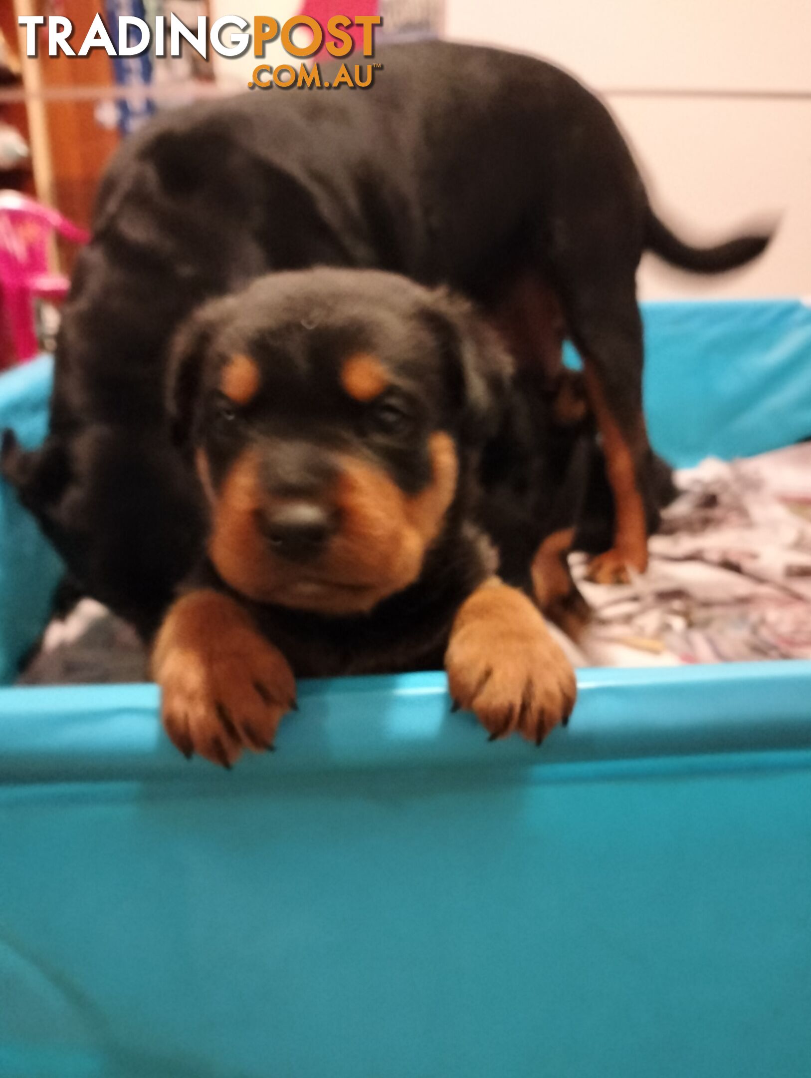 Rottweiler puppies