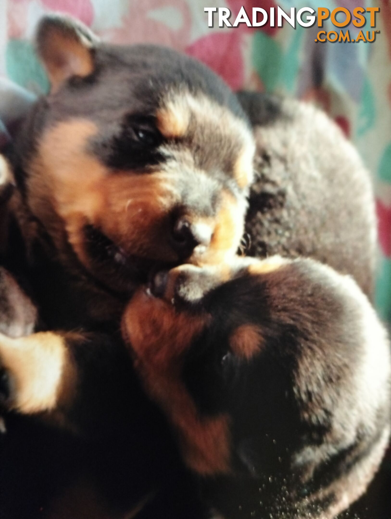 Rottweiler puppies