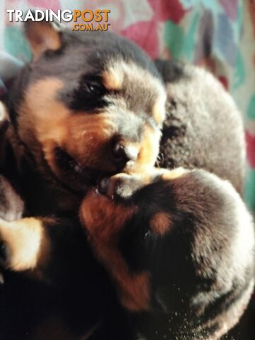 Rottweiler puppies