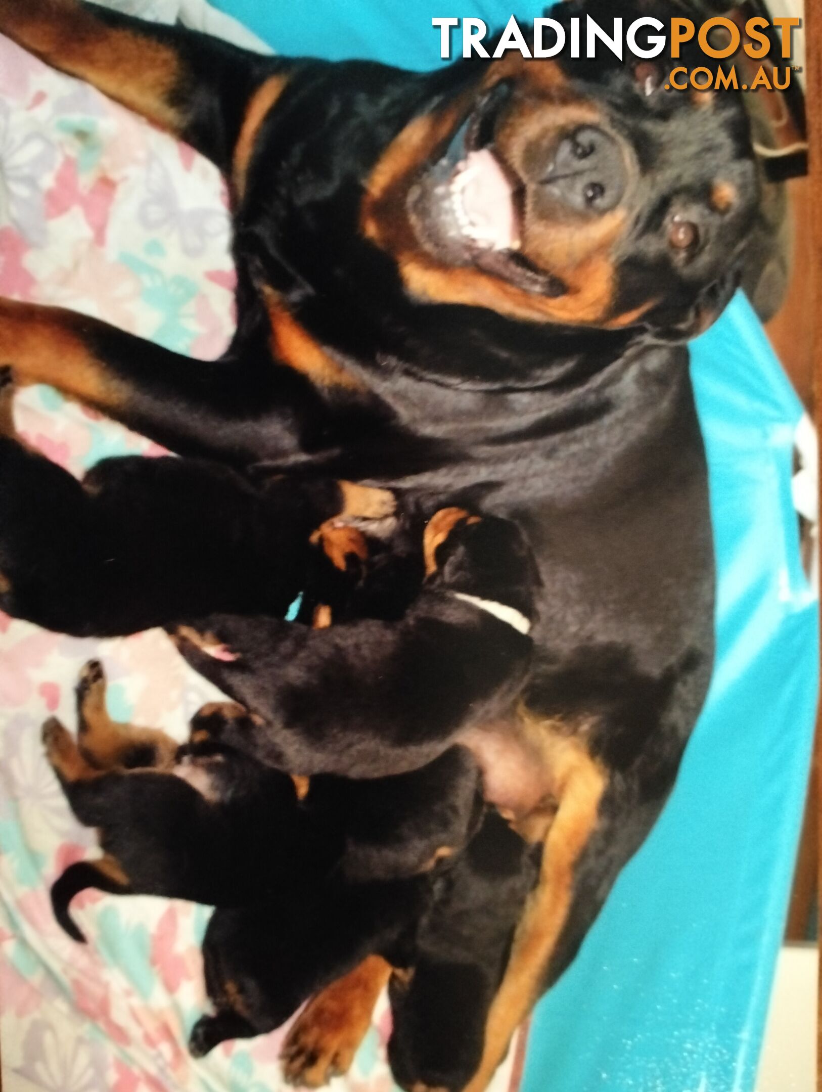 Rottweiler puppies