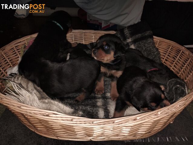 Rottweiler puppies