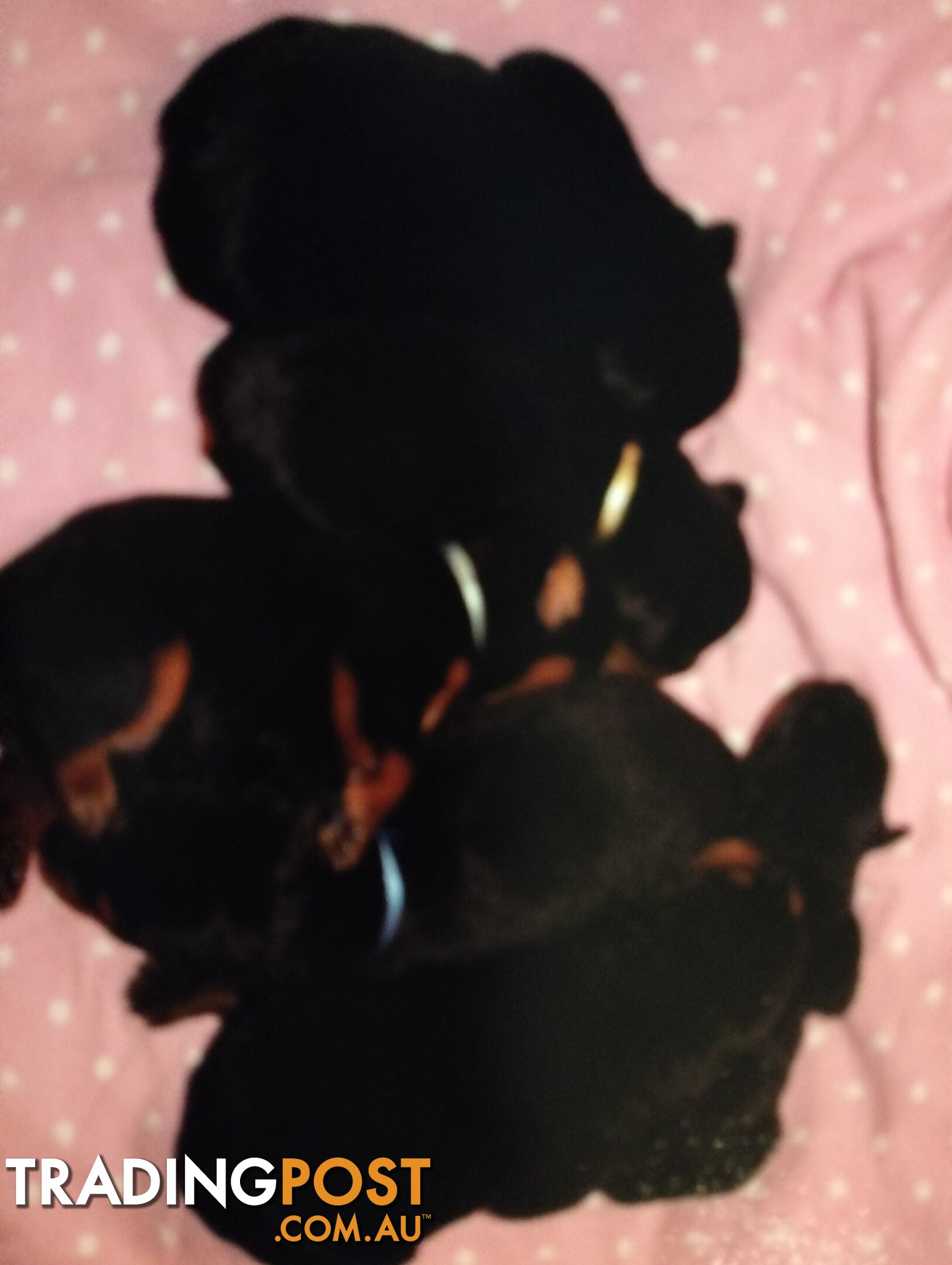 Rottweiler puppies