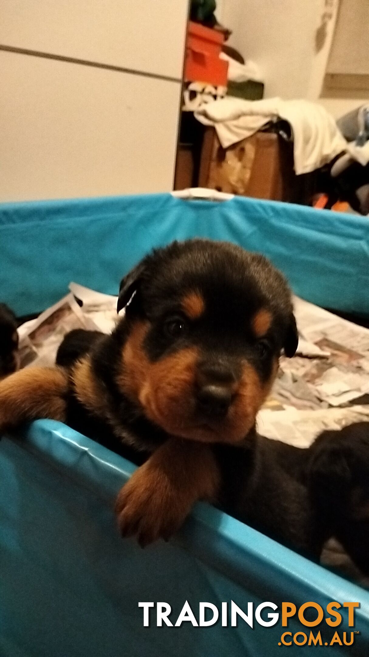 Rottweiler puppies