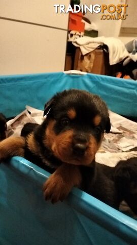 Rottweiler puppies