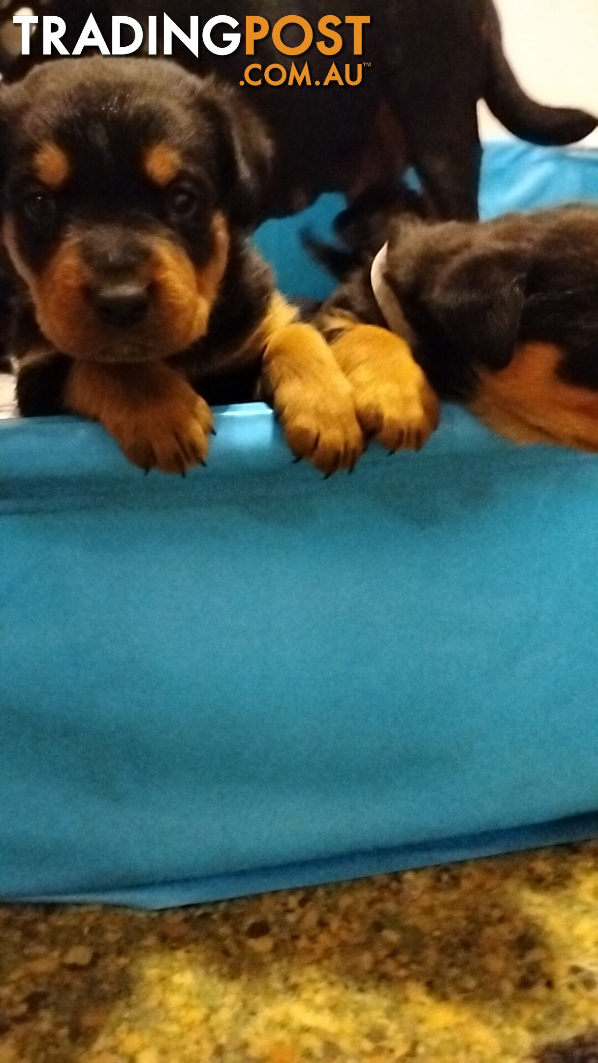 Rottweiler puppies