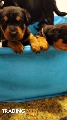 Rottweiler puppies