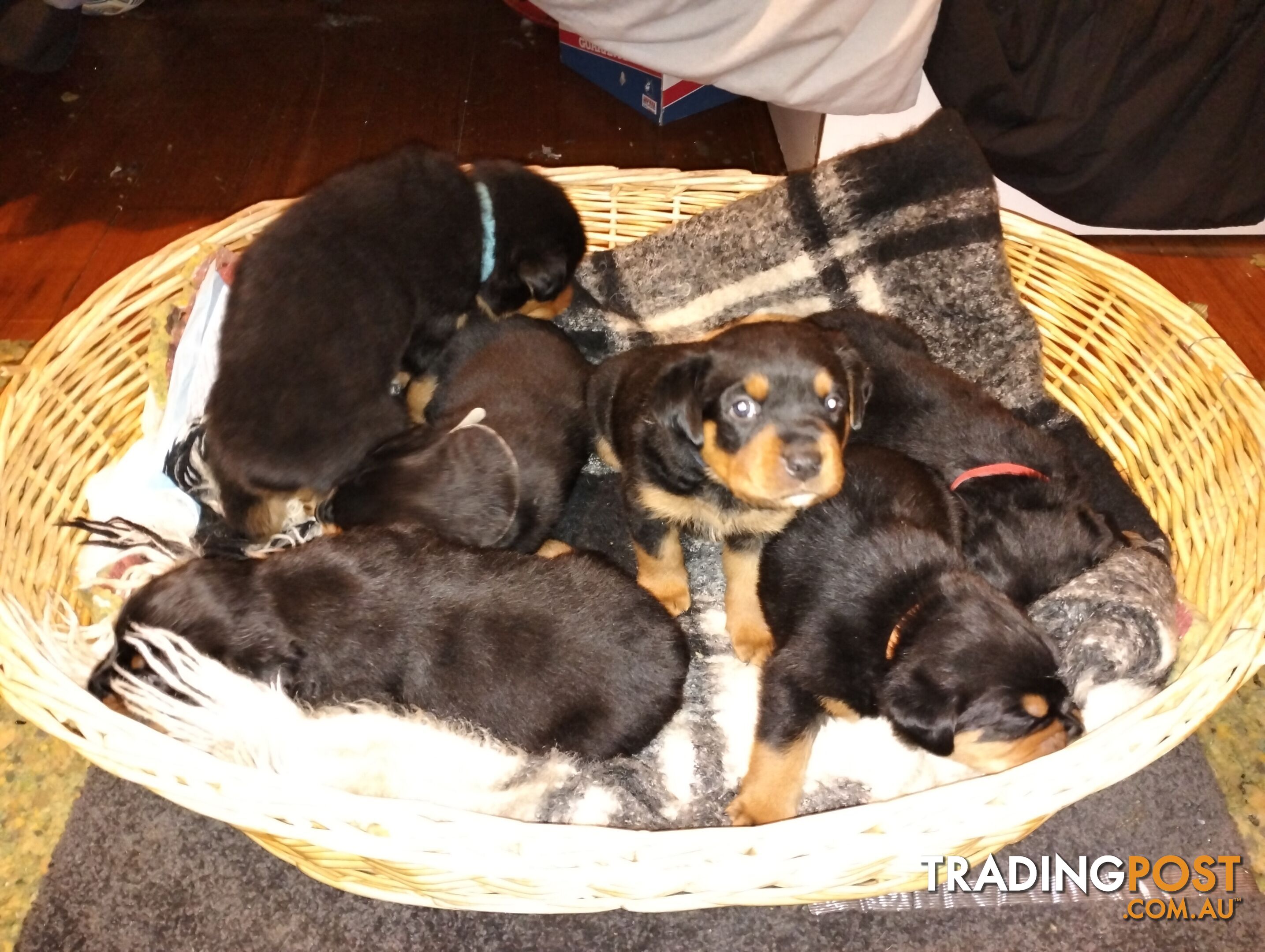 Rottweiler puppies