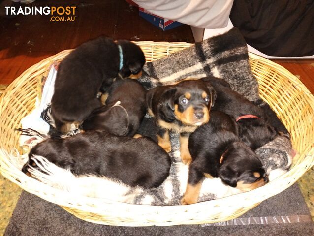 Rottweiler puppies