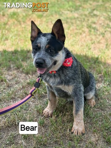 Blue Heelers