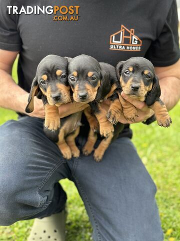 Dachshund Puppies