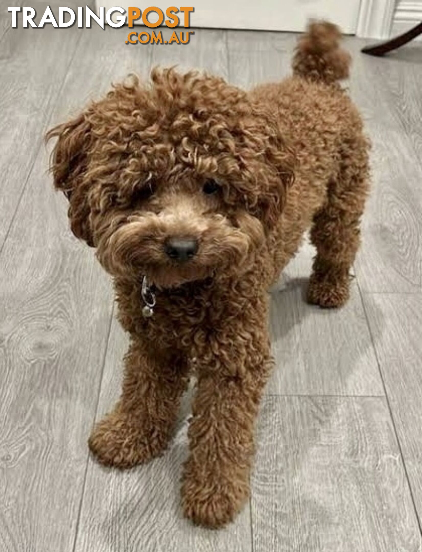 Toy Poodle STUD TINY LITTLE 1.8kg Proven