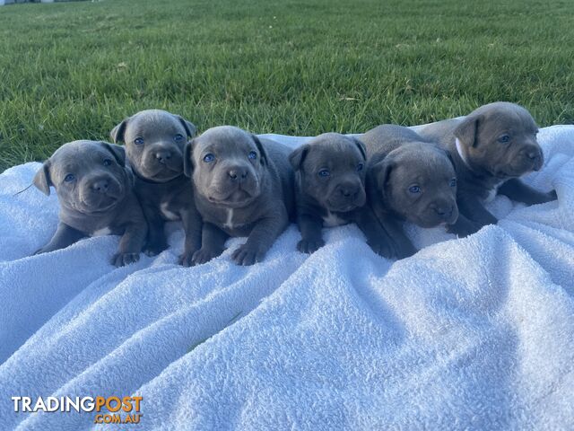 Blue Staffy puppy