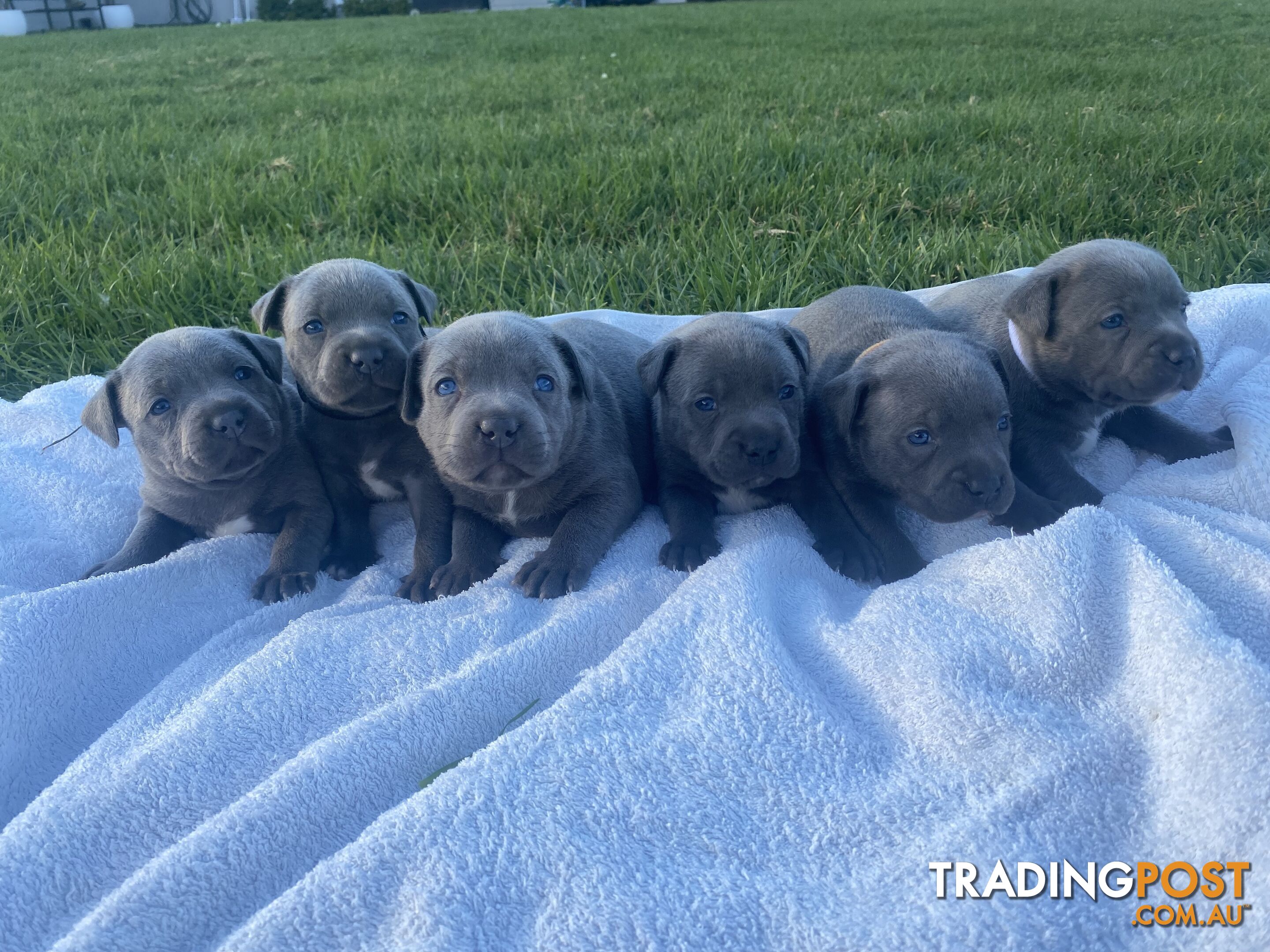 Blue English Staffordshire