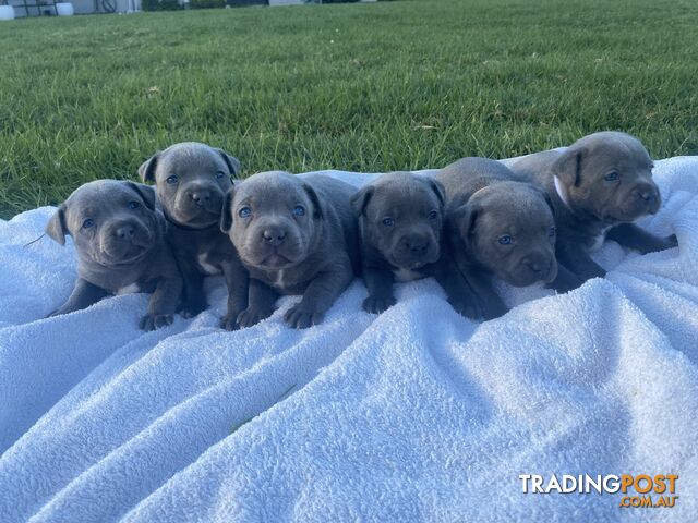 Blue English Staffordshire