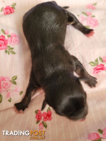 Chihuahua pups - photo 3 of 8
