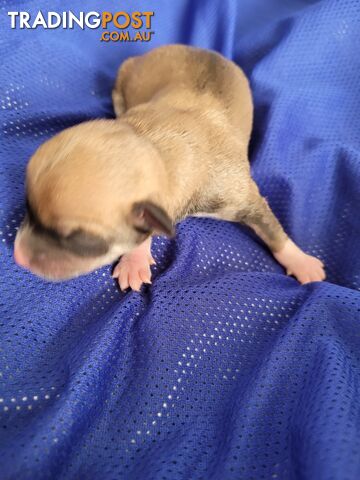 Chihuahua pups - photo 4 of 8