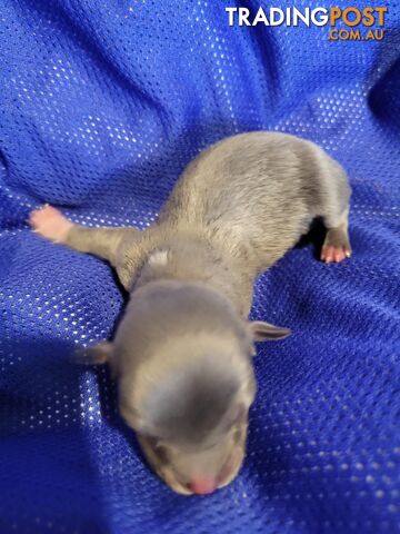 Chihuahua pups - photo 2 of 8