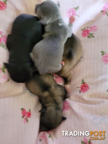 Chihuahua pups