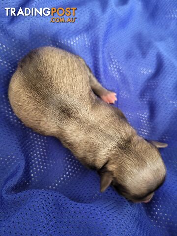 Chihuahua pups - photo 5 of 8