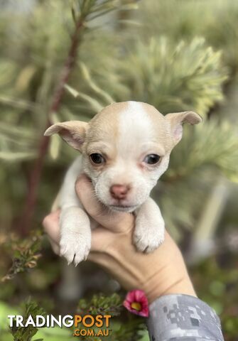 😀Ready for his forever loving home  💙