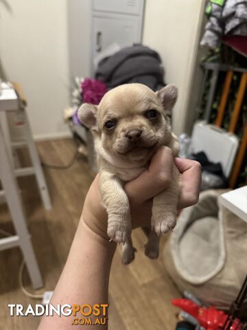 🩷FOR SALE 3 BEAUTIFUL CHIHUAHUA PUPPIES 💙🩷