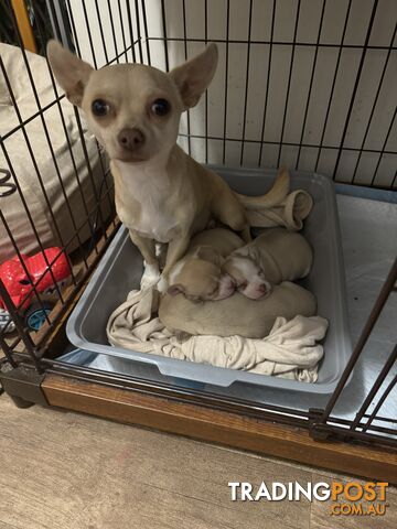 🩷FOR SALE 2 BEAUTIFUL CHIHUAHUA PUPPIES 💙