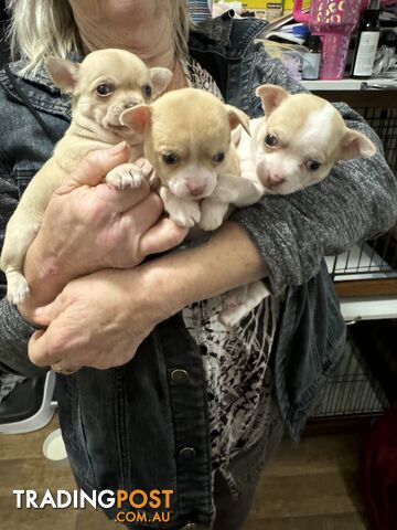 FOR SALE 3 BEAUTIFUL CHIHUAHUA PUPPIES 💙🩷🩷