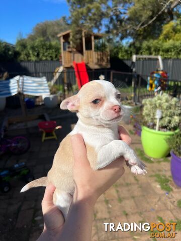 ❤️For Sale Beautiful chihuahua boy 💙