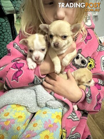 🩷FOR SALE 2 BEAUTIFUL CHIHUAHUA PUPPIES 💙