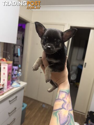 💙FOR SALE MY PUREBRED CHIHUAHUA BOY💙