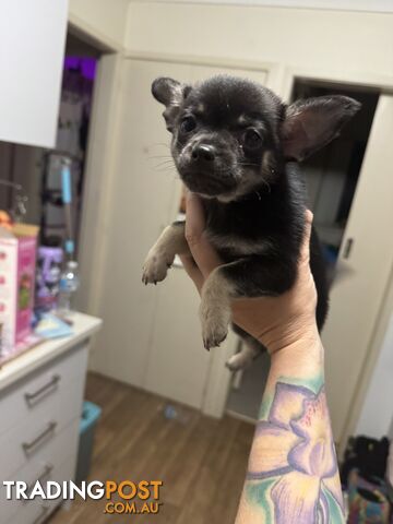 💙FOR SALE MY PUREBRED CHIHUAHUA BOY💙