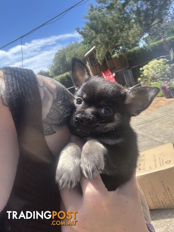 💙READY Know  chihuahua boy